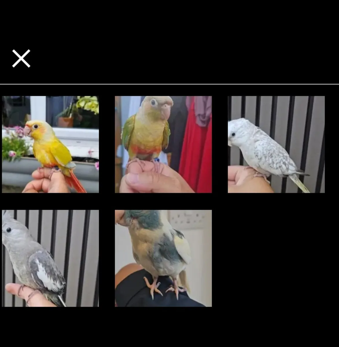 cockatiels and conures - Image 1