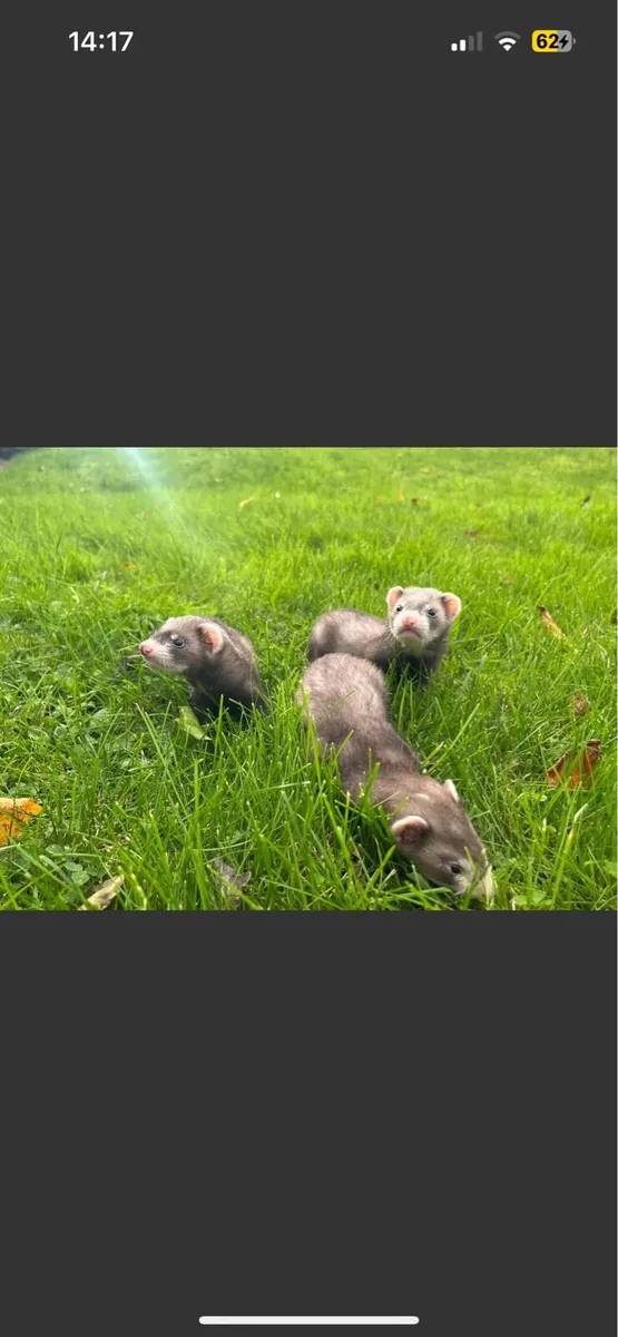 Ferrets