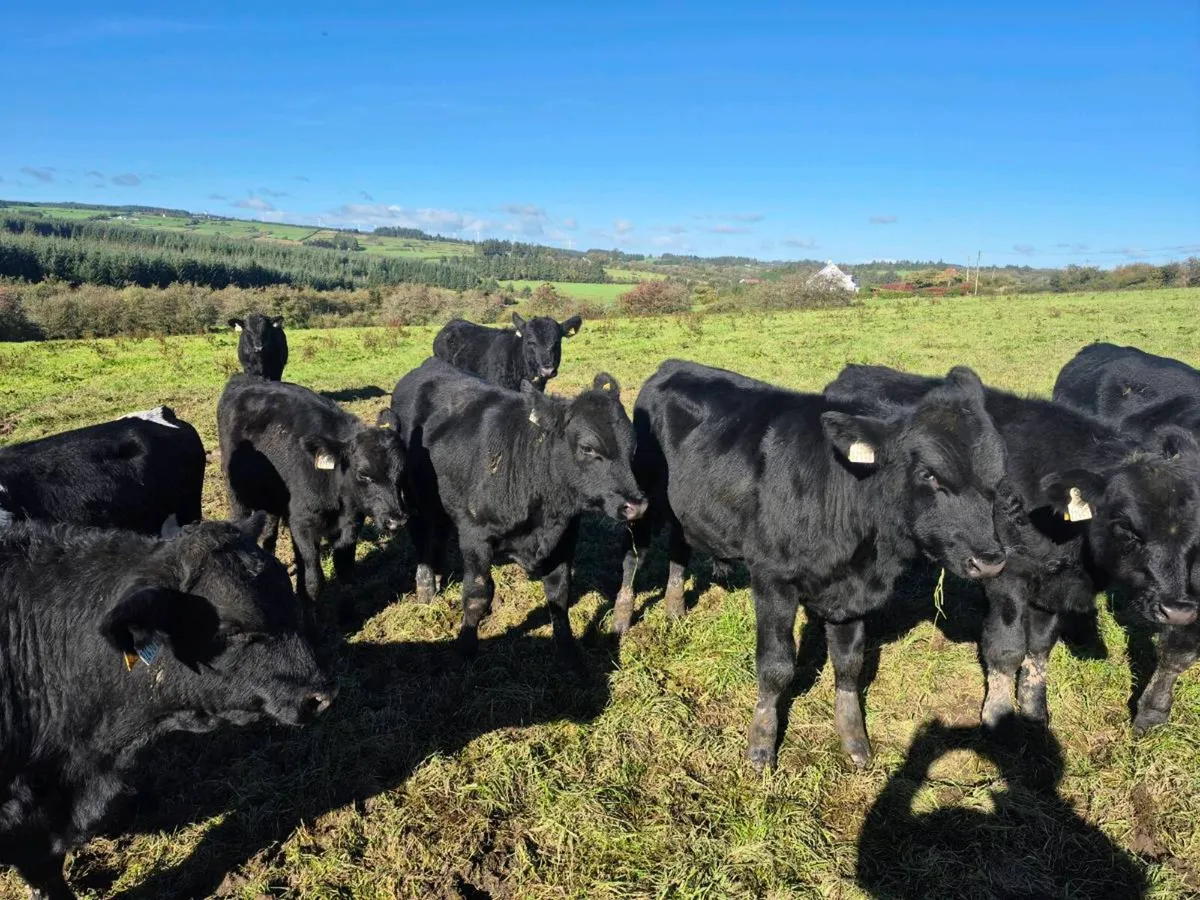 Weanling Bulls - Image 1