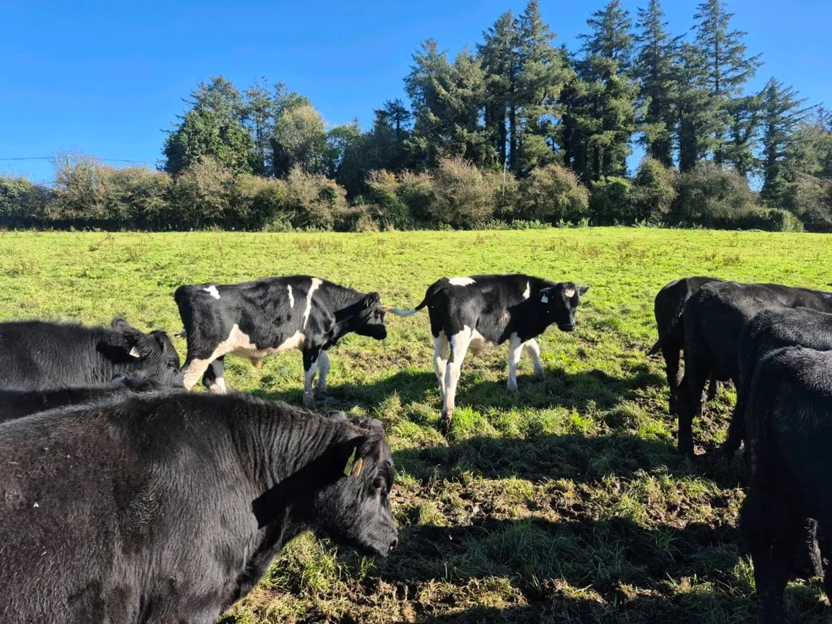 Weanling Bulls - Image 2