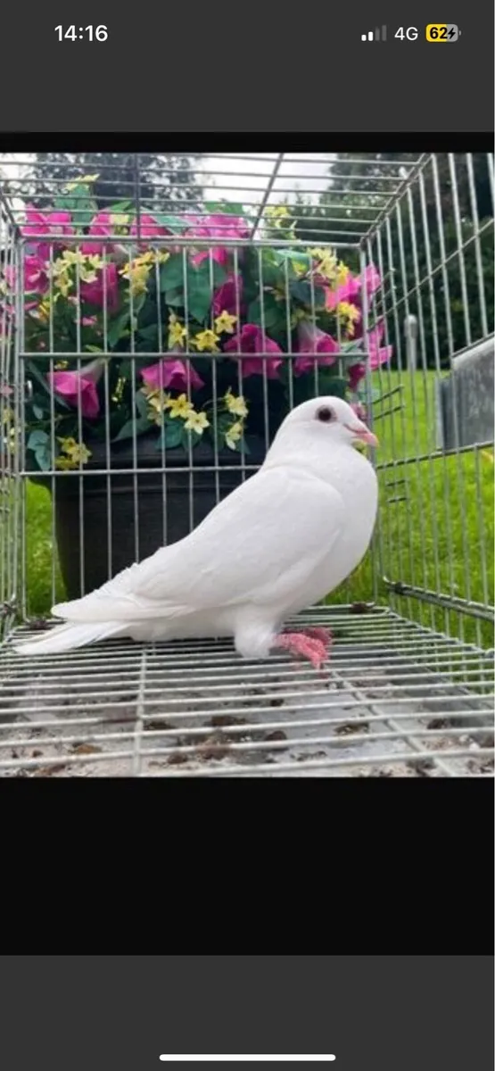 Pigeons