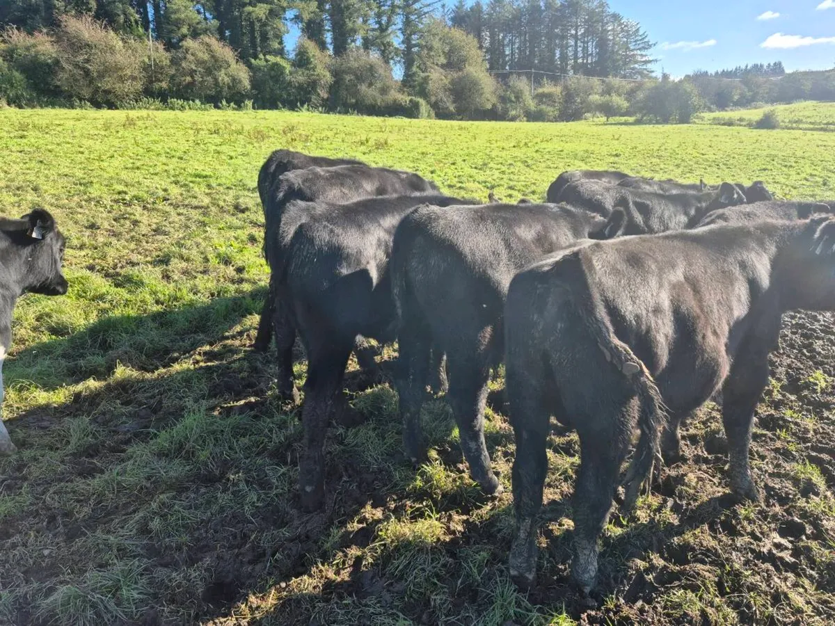 Weanling Bulls - Image 3