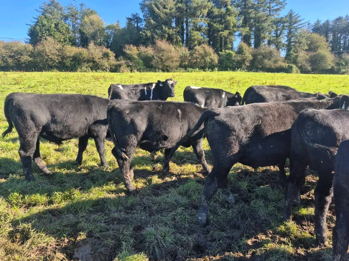 Weanling Bulls - Image 4