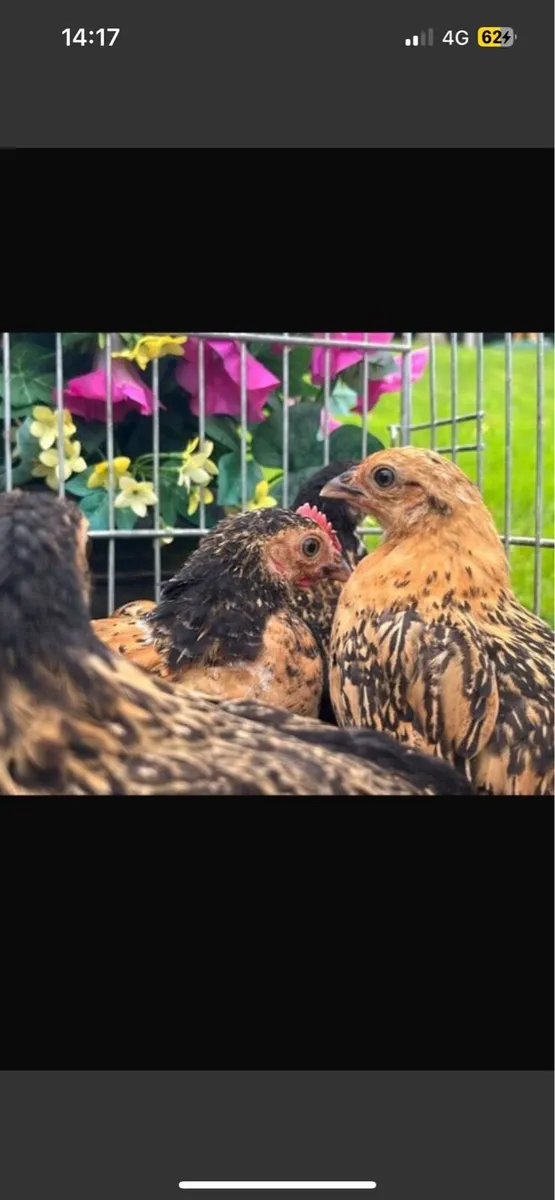 Bantams