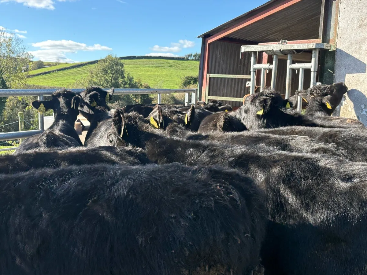 14 smashing Angus bulls - Image 1