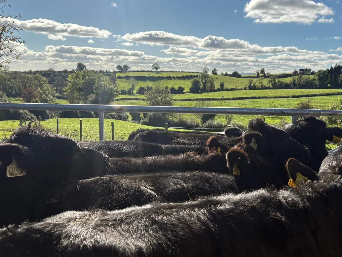 14 smashing Angus bulls - Image 2