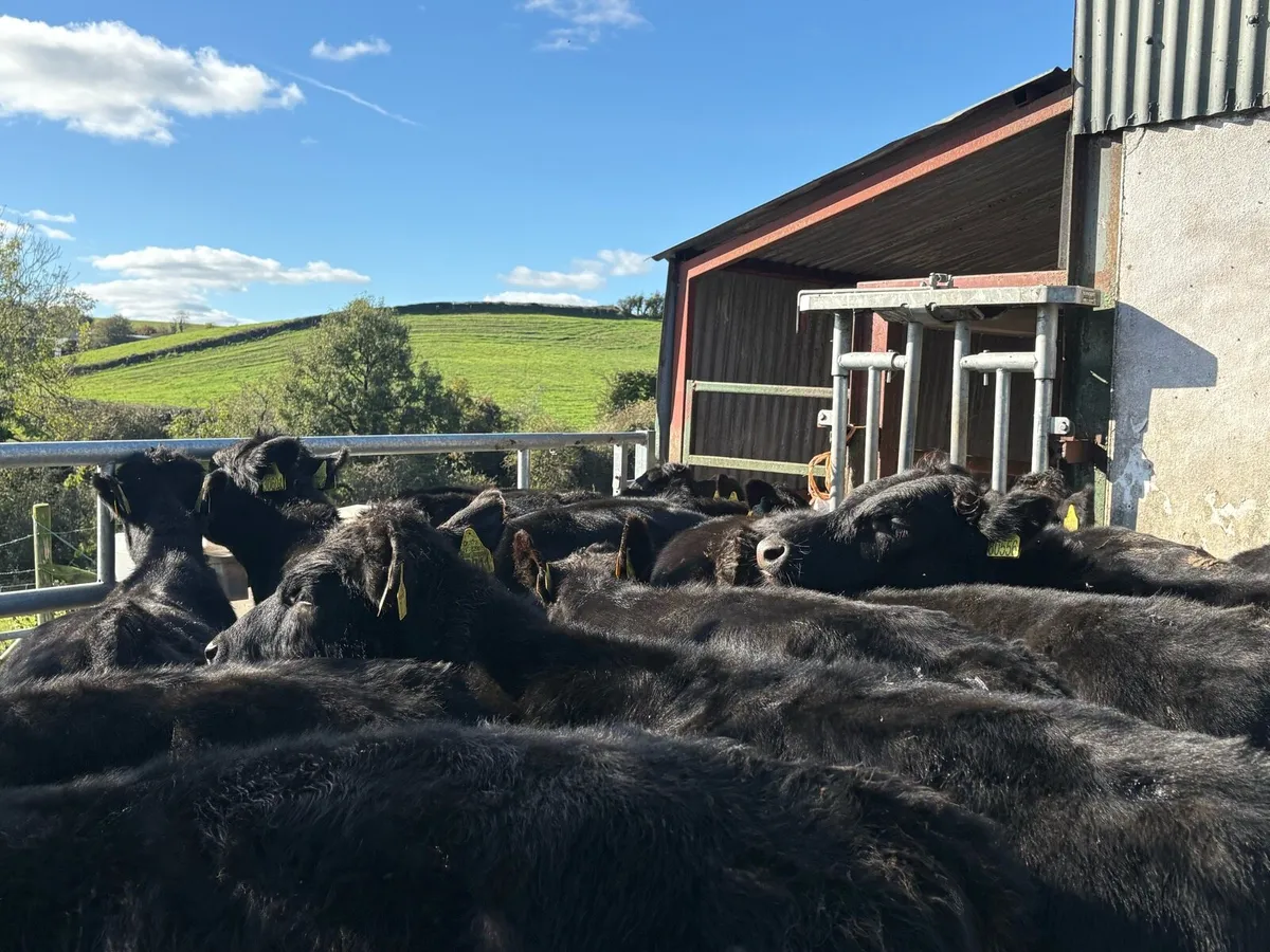 14 smashing Angus bulls - Image 3
