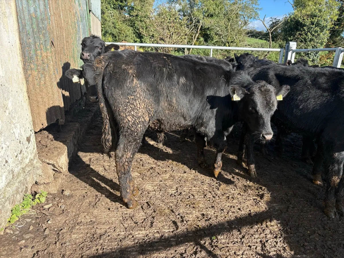 14 smashing Angus bulls - Image 4