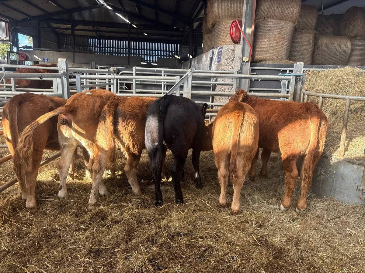 6 super 280 kg limousin heifers - Image 1