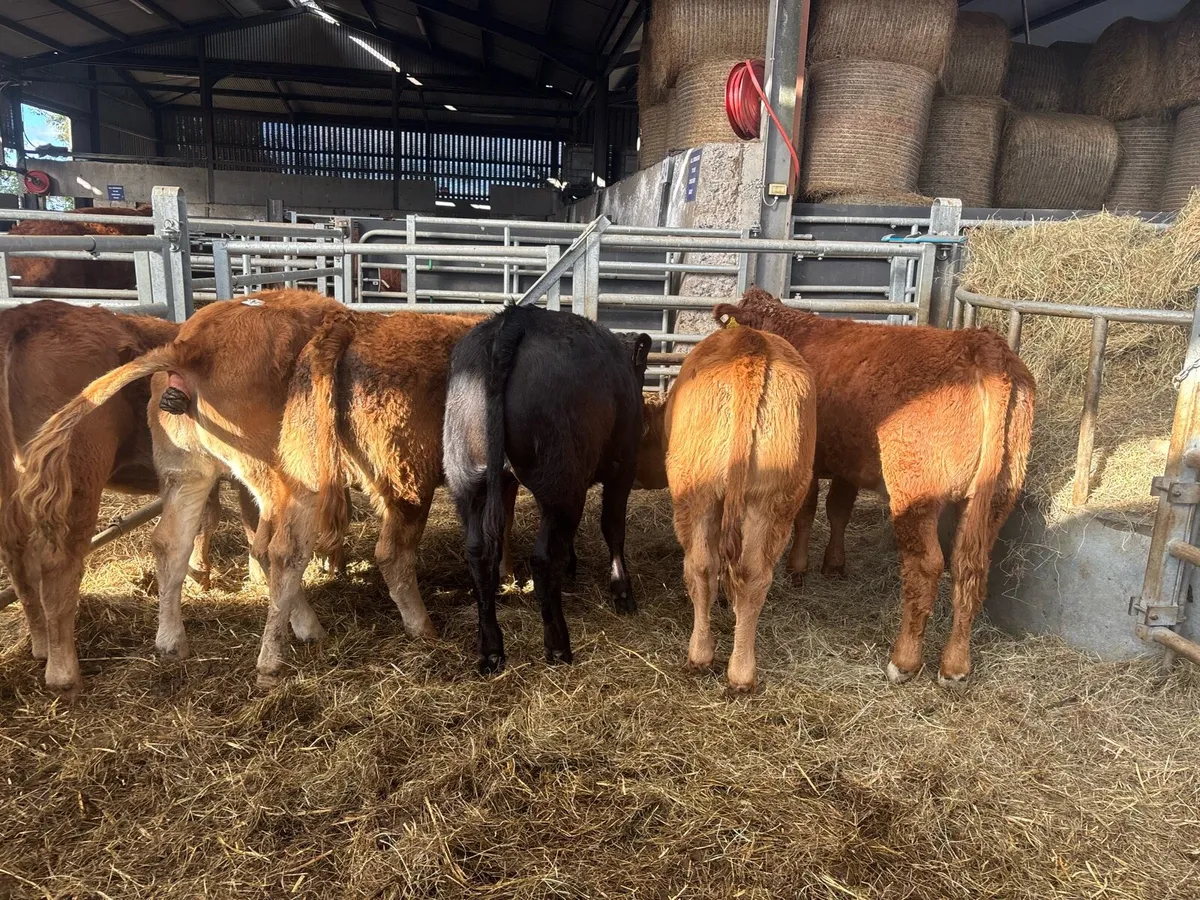 6 super 280 kg limousin heifers - Image 4