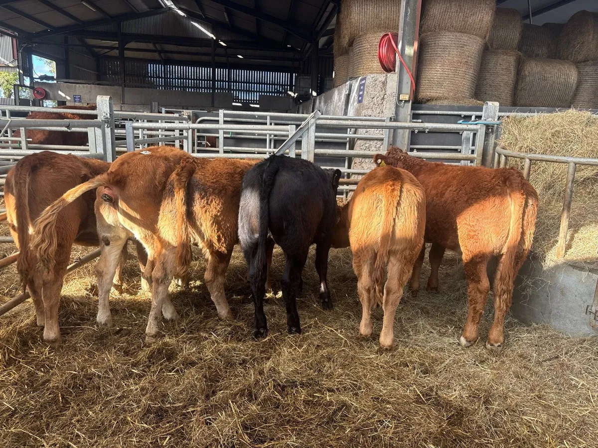 6 super 280 kg limousin heifers - Image 2