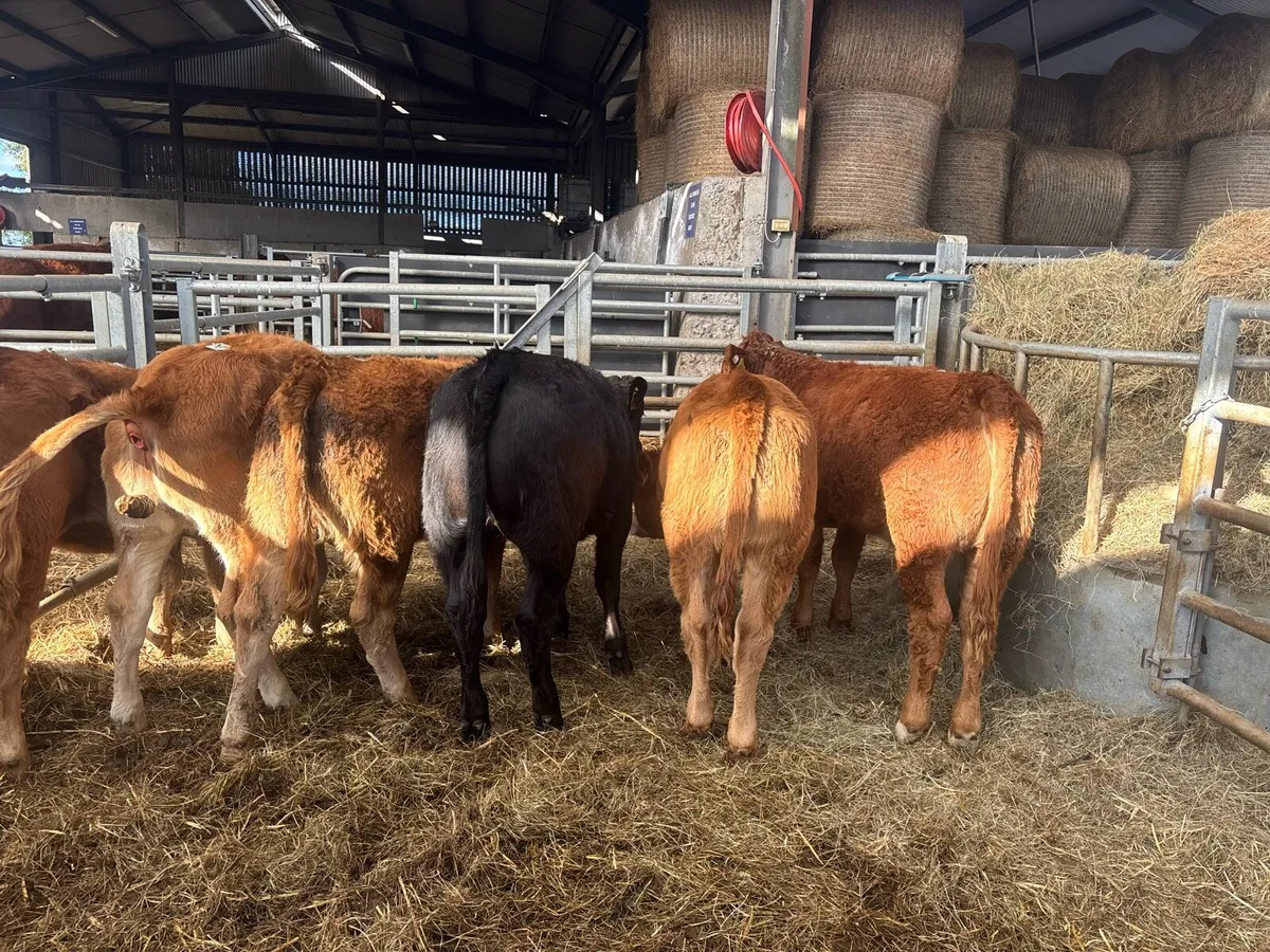 6 super 280 kg limousin heifers - Image 3