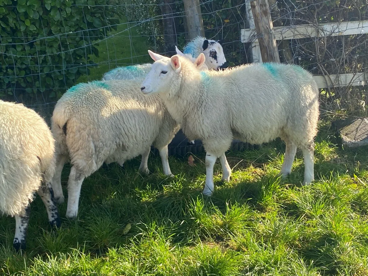 5 Ewe Lambs - Image 4