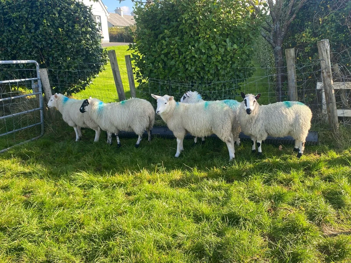 5 Ewe Lambs - Image 1