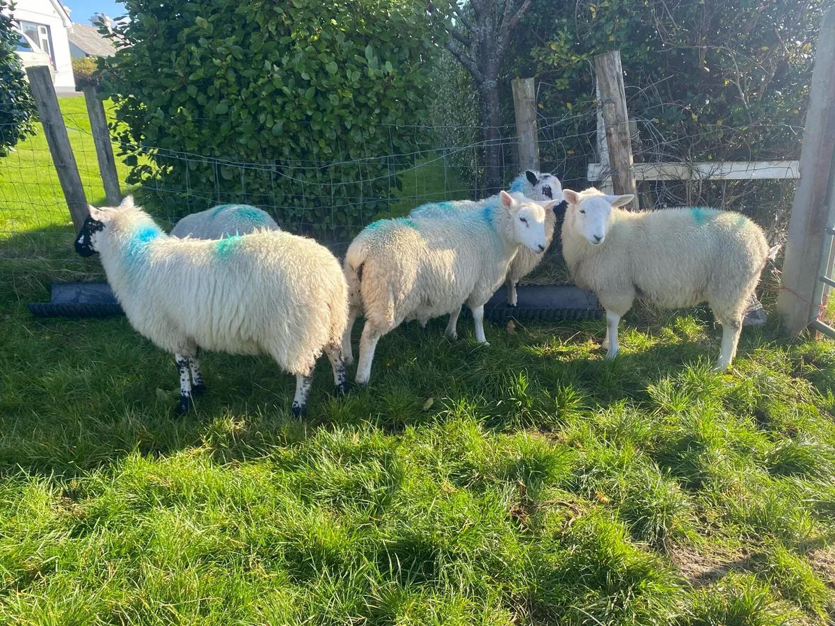 5 Ewe Lambs - Image 2