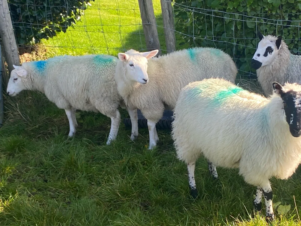 5 Ewe Lambs - Image 3