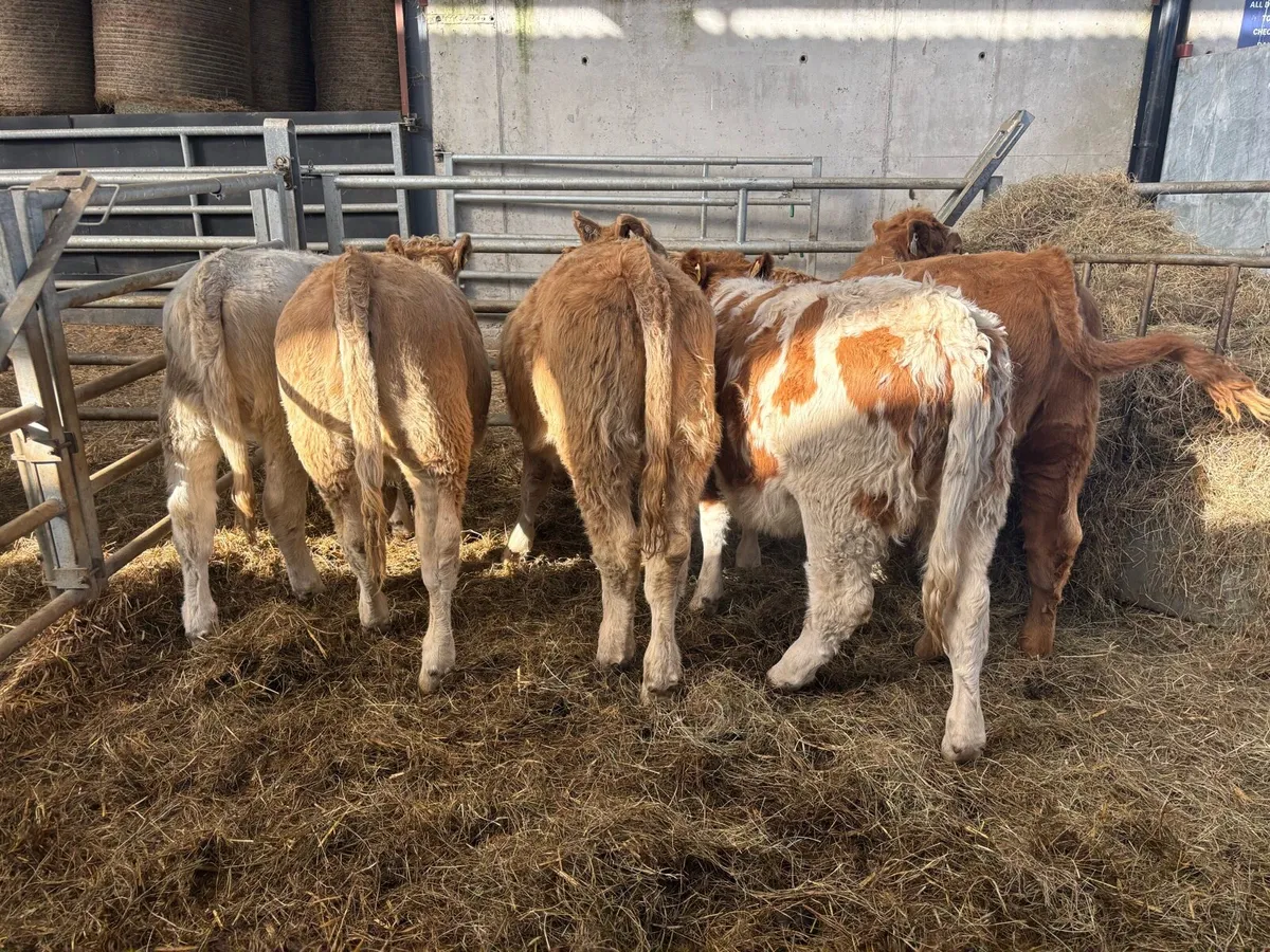 8 super charlaois heifer weanlings - Image 2