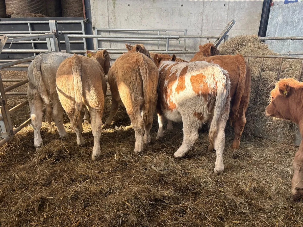 8 super charlaois heifer weanlings - Image 1