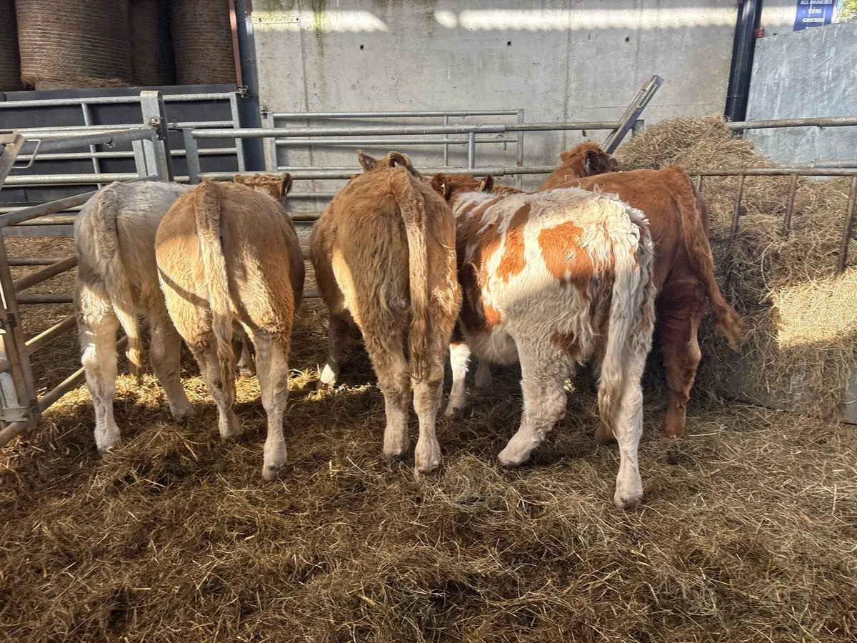 8 super charlaois heifer weanlings - Image 4