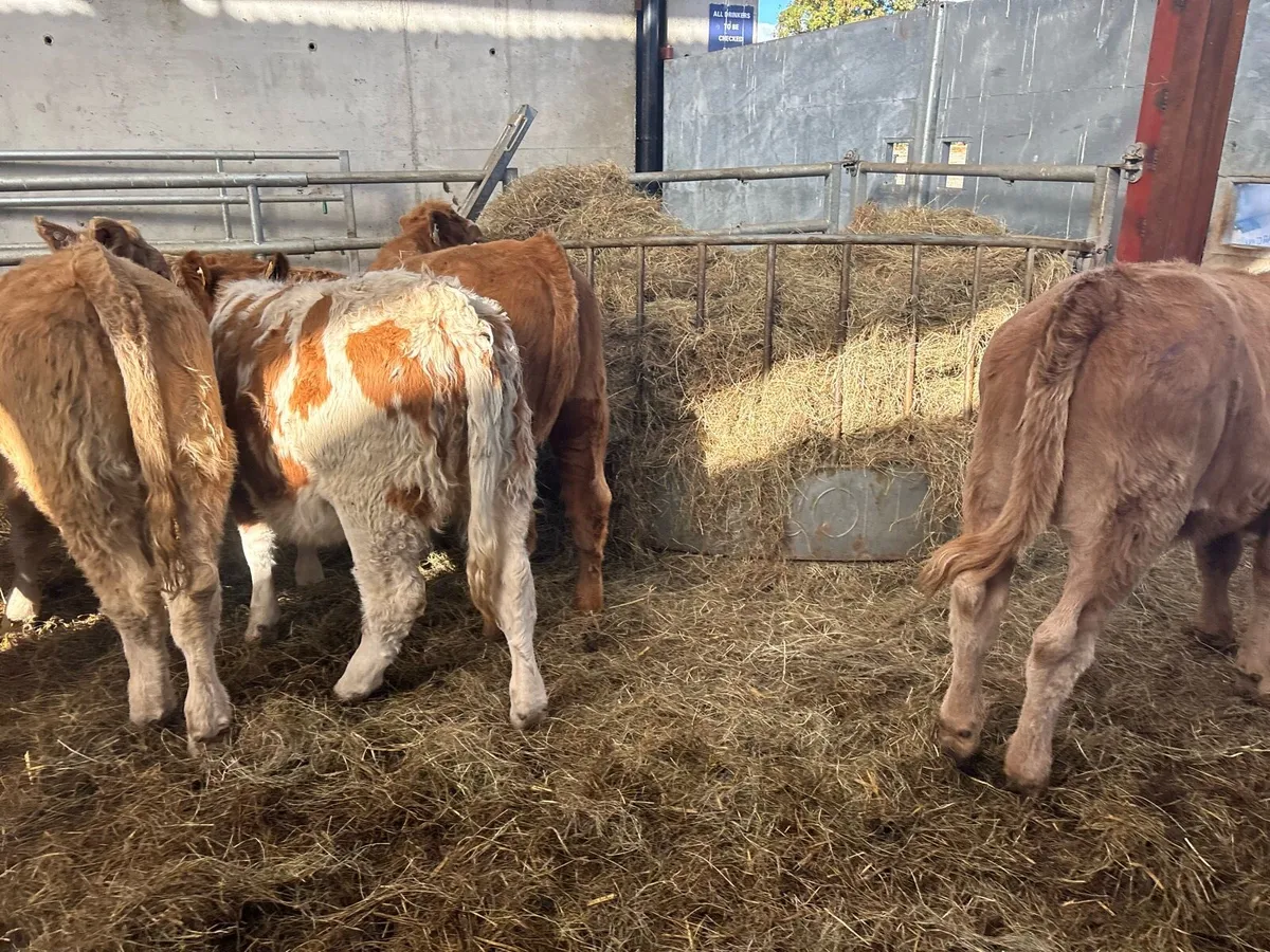 8 super charlaois heifer weanlings - Image 3
