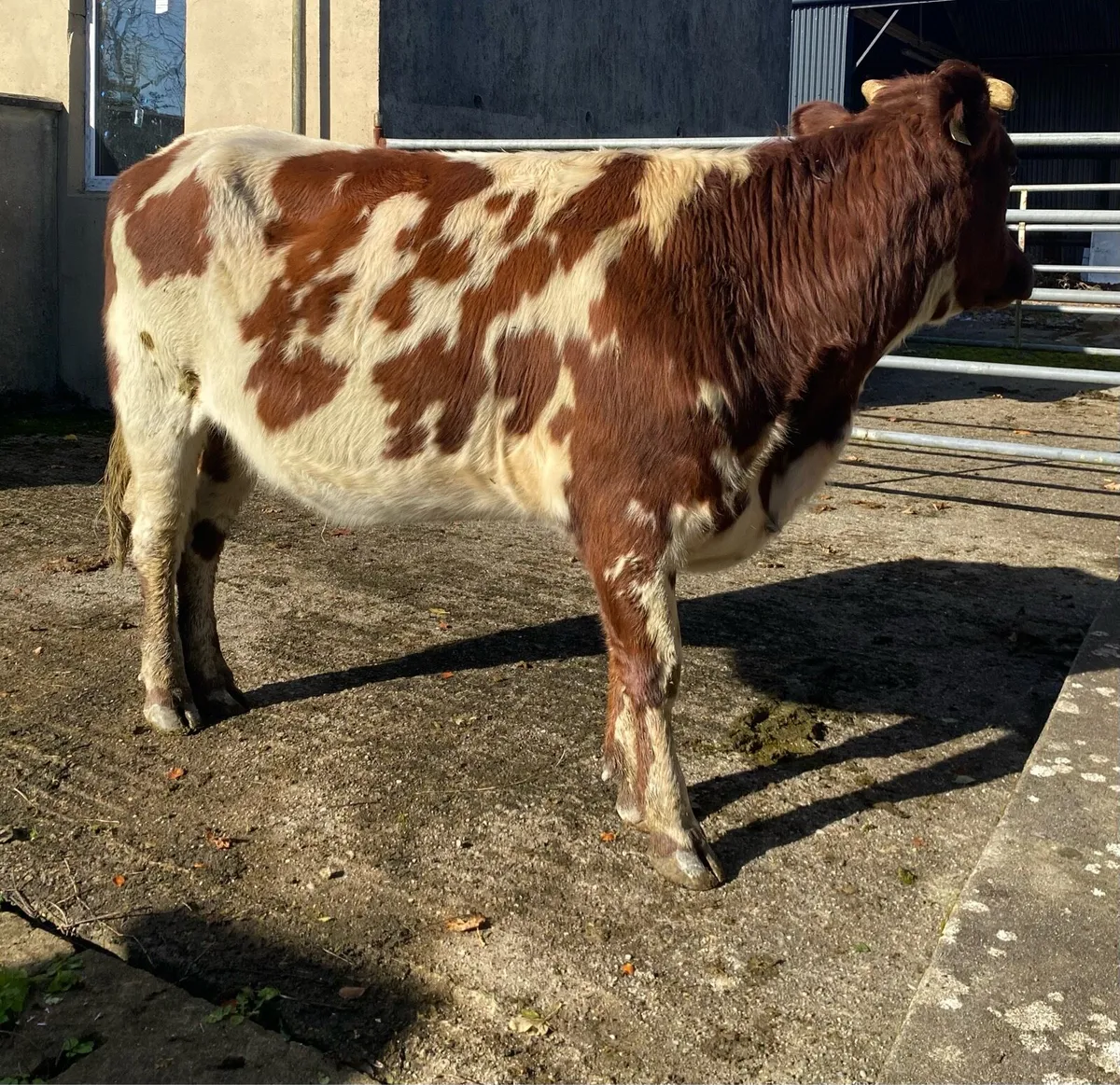 Coloured Shorthorn First Calver - Image 3