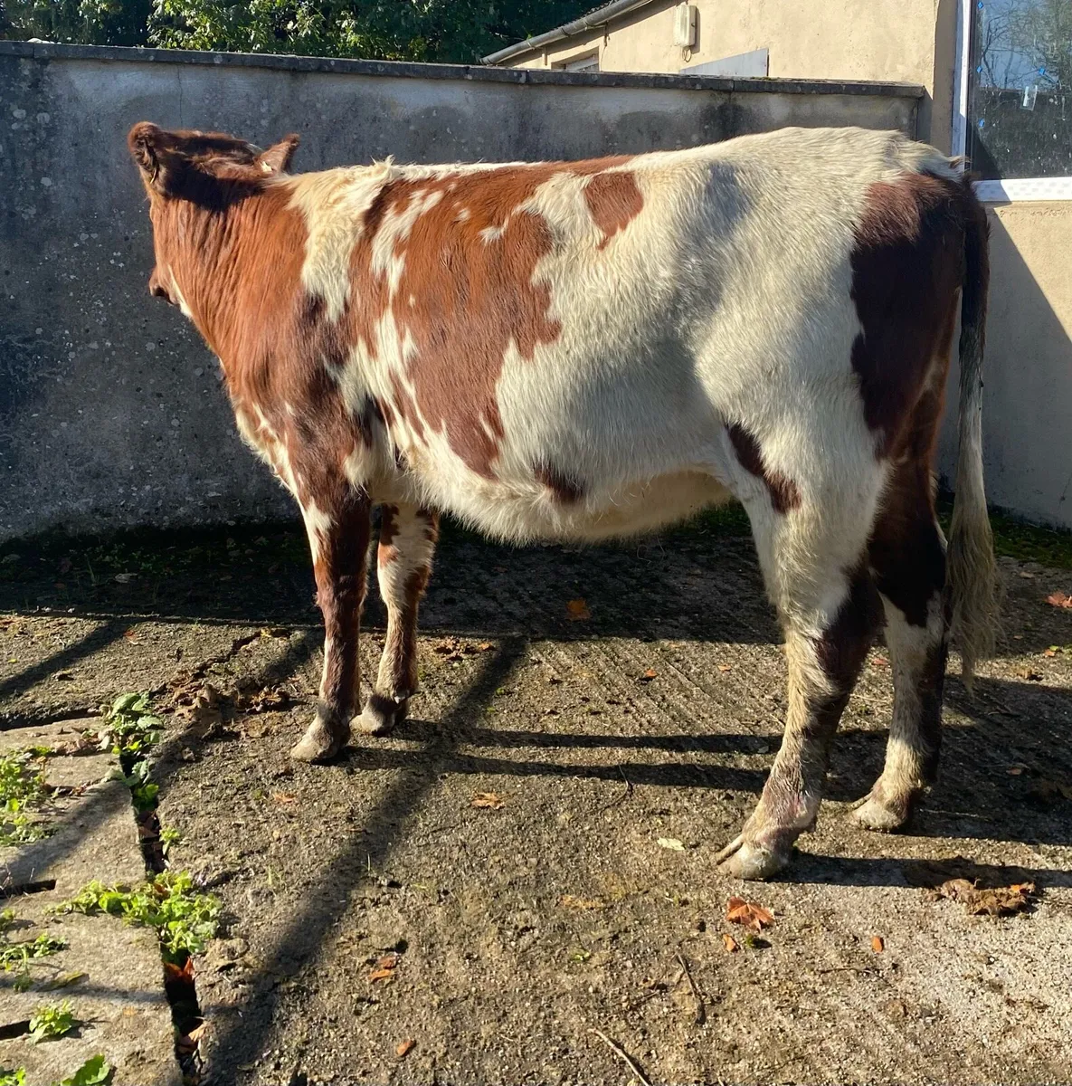 Coloured Shorthorn First Calver - Image 2