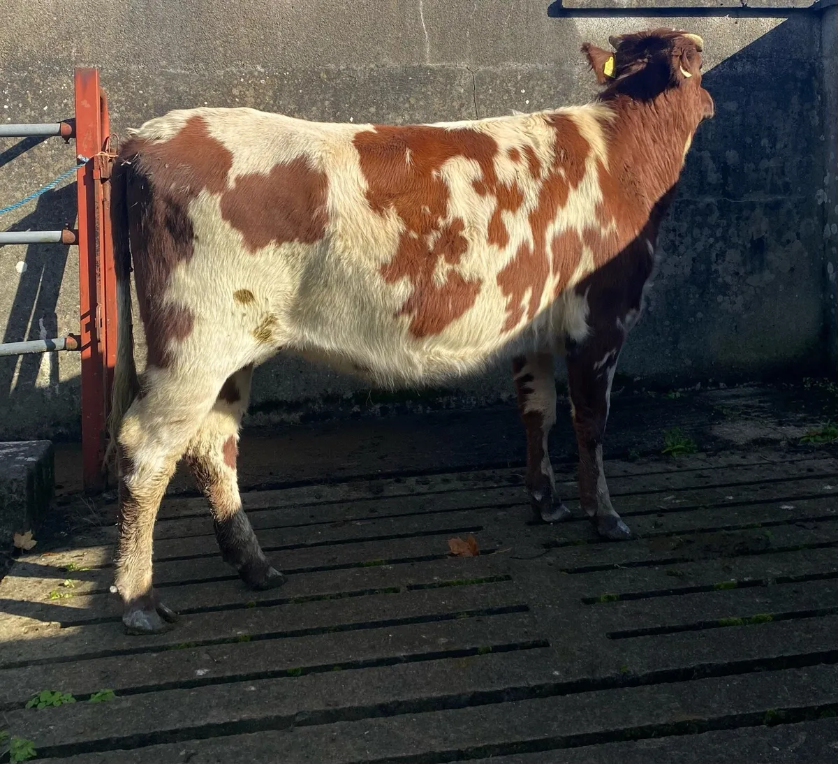 Coloured Shorthorn First Calver - Image 4