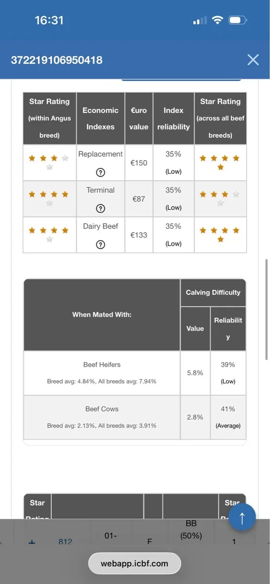 Pedigree HW Fargal AA4640 heifer calf for sale - Image 4