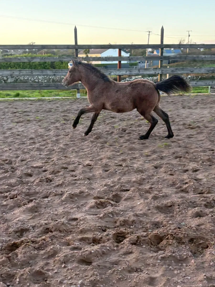 Connemara Filly Foal - Image 1