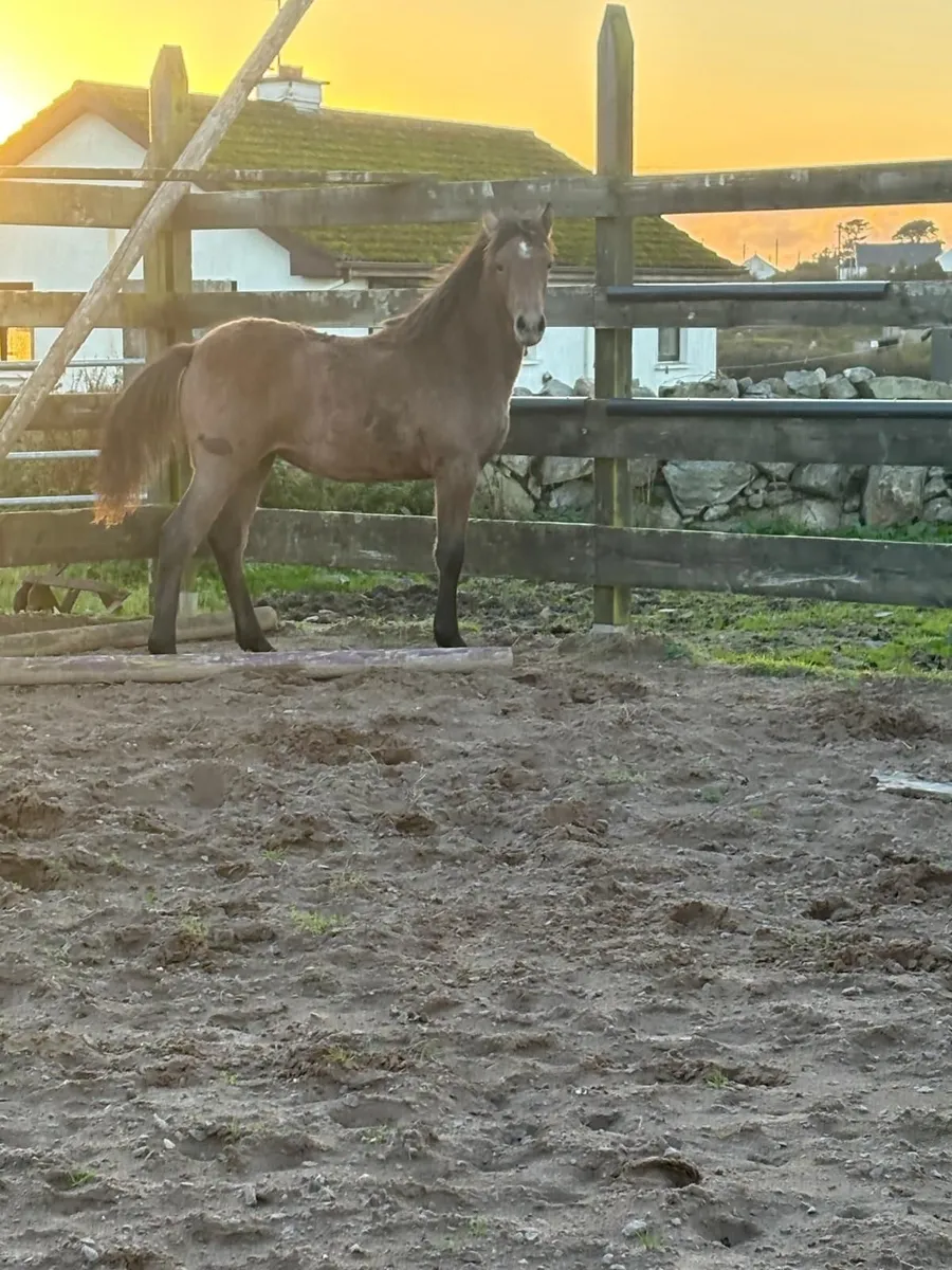 Connemara Filly Foal - Image 2