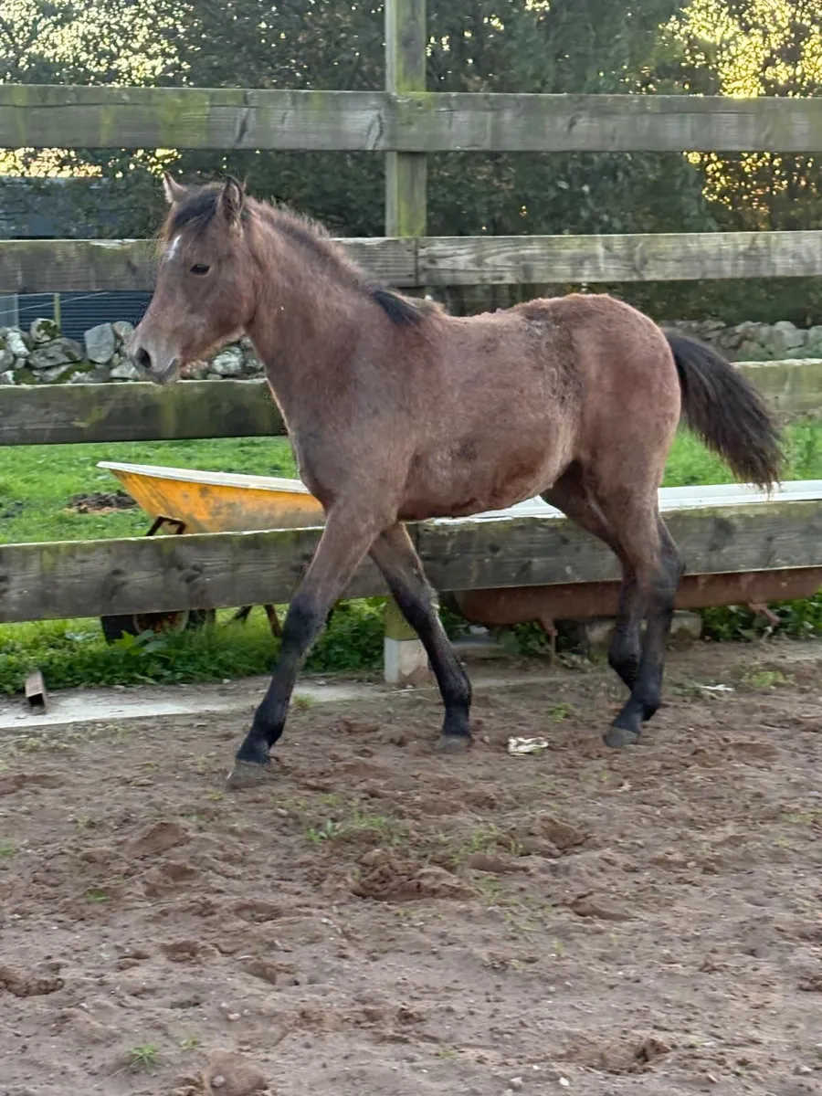 Connemara Filly Foal - Image 3