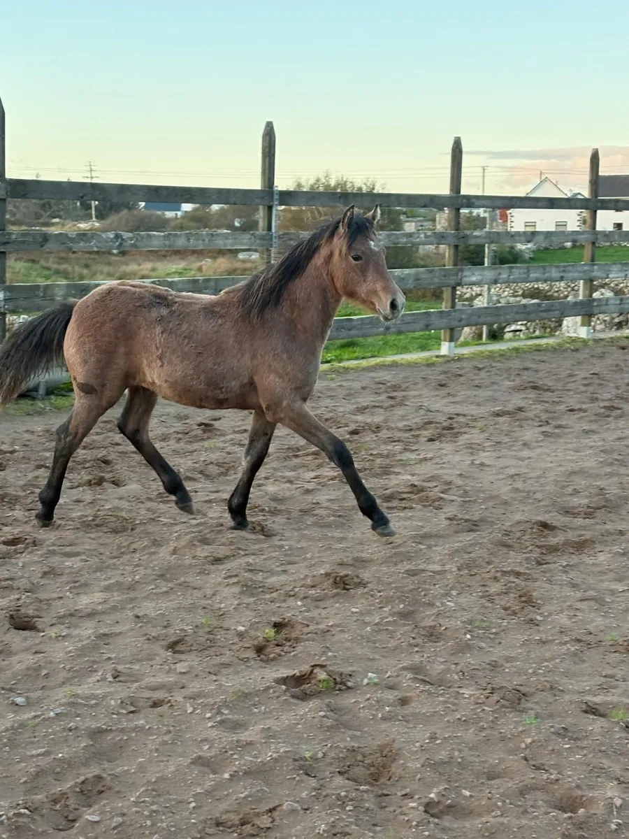 Connemara Filly Foal - Image 4