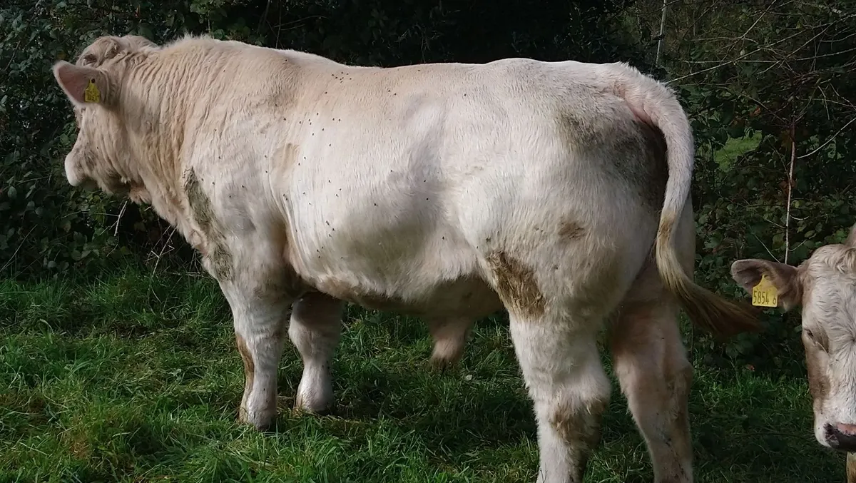 FISTON CHAROLAIS BULL - Image 2