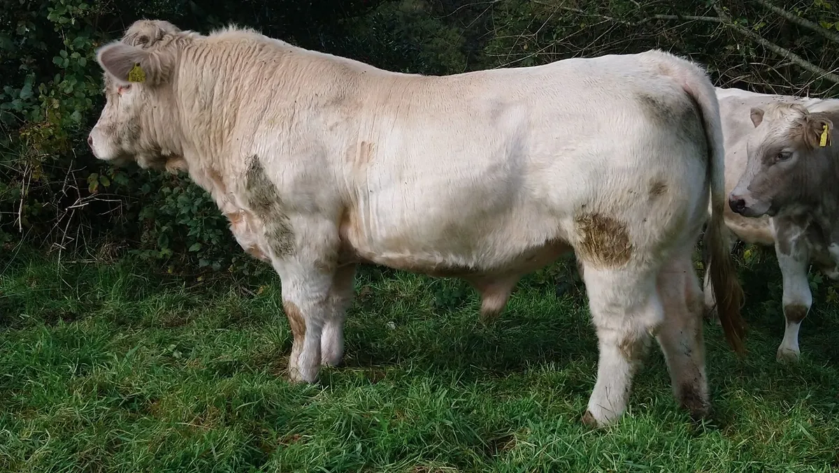 FISTON CHAROLAIS BULL - Image 3