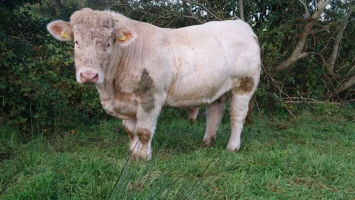 FISTON CHAROLAIS BULL - Image 1