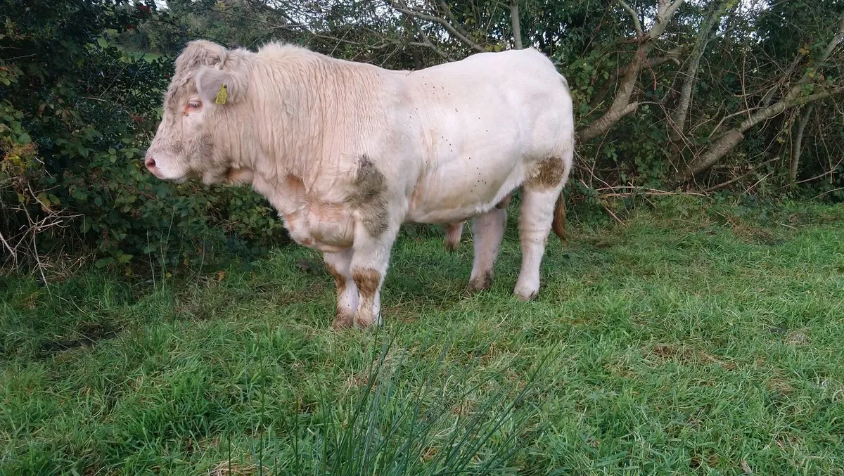 FISTON CHAROLAIS BULL - Image 4