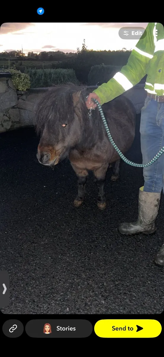 Pony - Image 2
