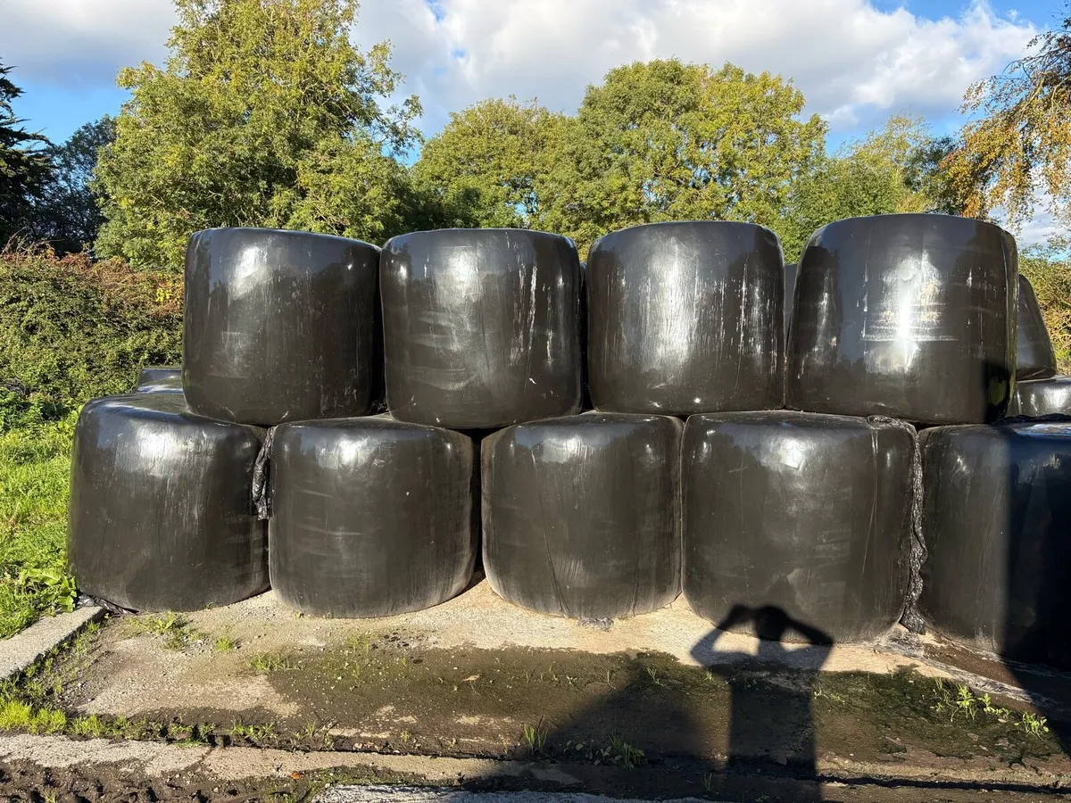 Bales of silage