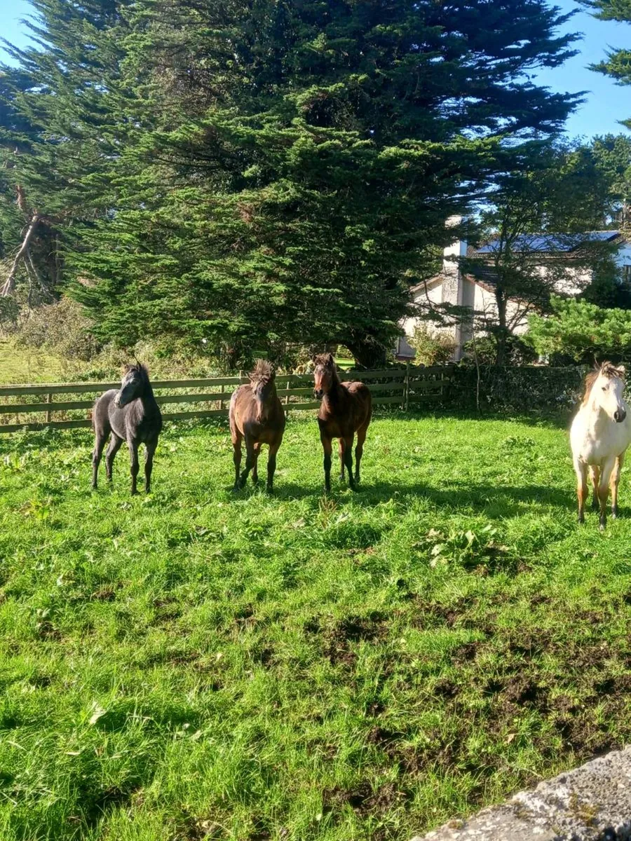 Connemara pony - Image 1