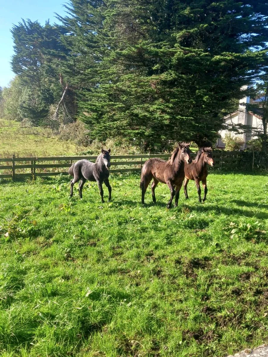 Connemara pony - Image 2