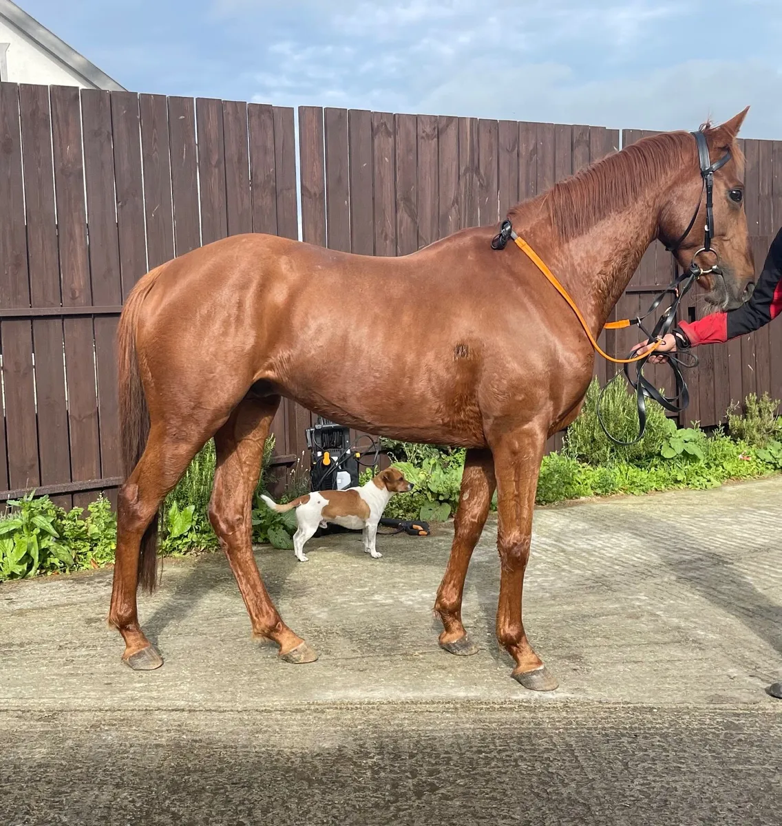 Horse - Image 1