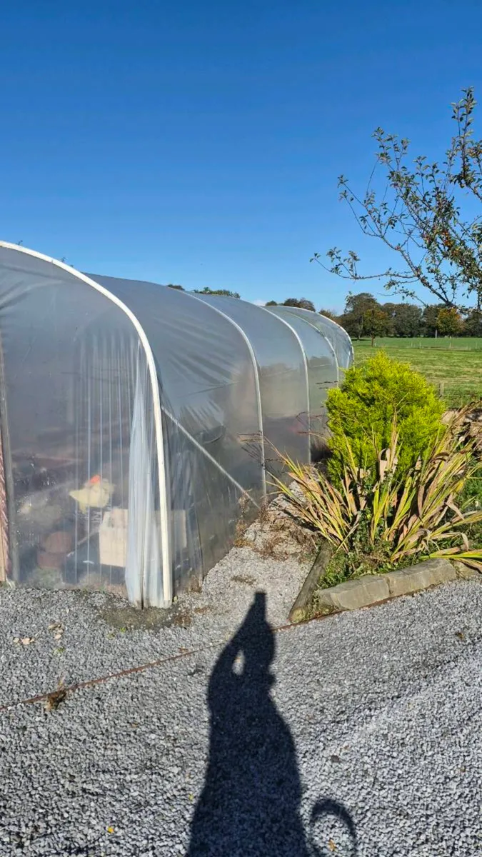 Polytunnel - Image 3