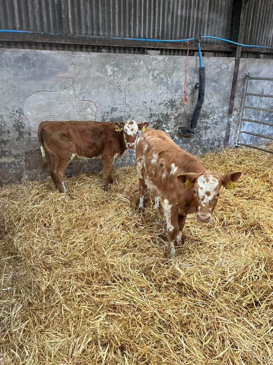 Charolais and sim heifer - Image 4