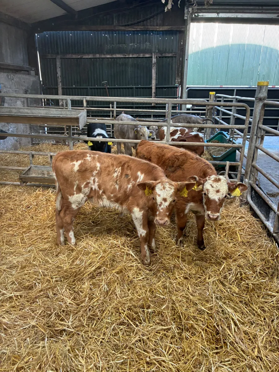 Charolais and sim heifer - Image 3
