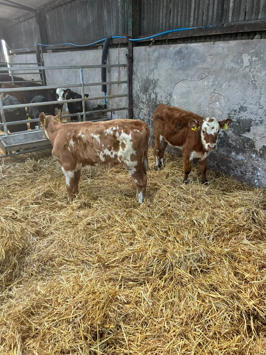 Charolais and sim heifer - Image 1