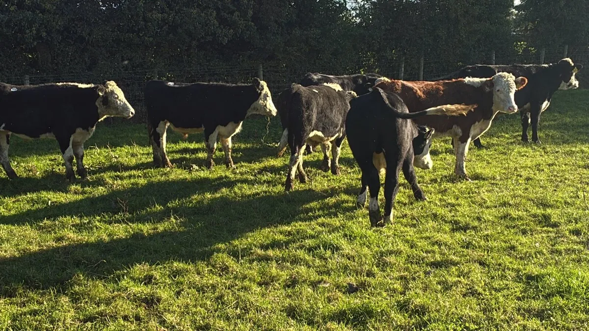 8 proper 440 kg Hereford bullocks - Image 1