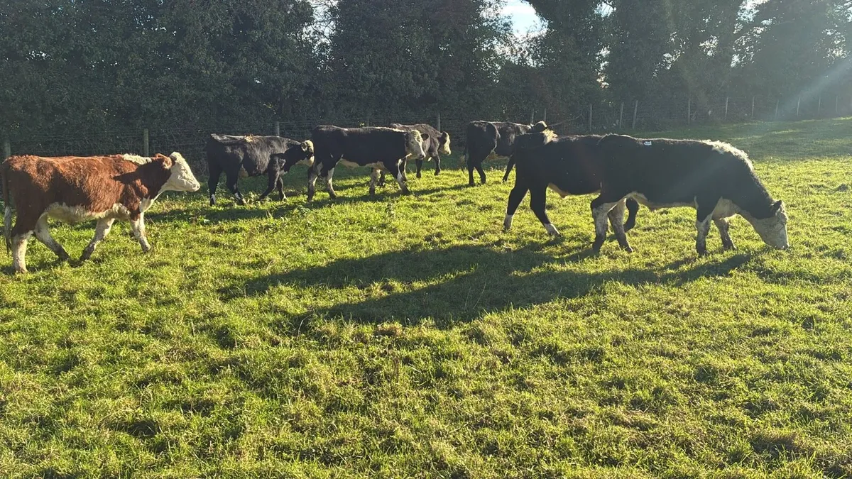 8 proper 440 kg Hereford bullocks - Image 2
