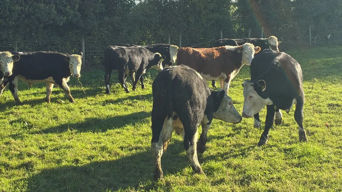 8 proper 440 kg Hereford bullocks - Image 3