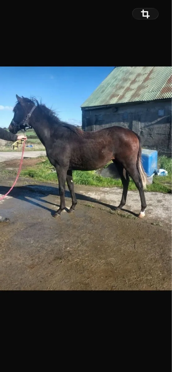 Half bred yearling