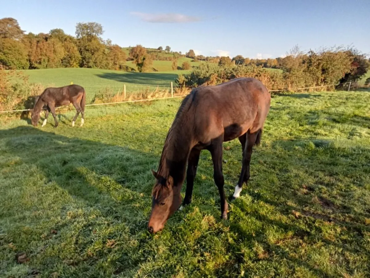 Sport Horse Foal - Image 1